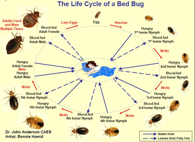 bedbuglifecycle2